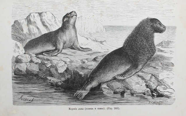 Райналь Ф.Е. Крушение шкуны Графтон. 20 месяцев одиночного пребывания на рифе Аукландских островов. СПб.; М., 1875.